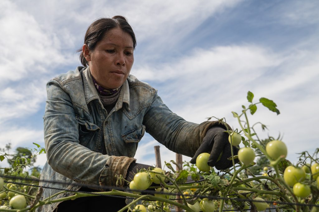 Vann Maren harvests tomatoes from her vegetable farm. Photo credit: Cindy Liu, for SCIAF