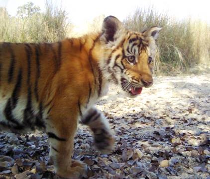 Image of a young tiger cub