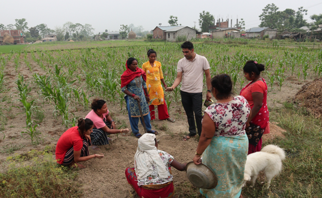 Women in field of crops being shown something by trainer