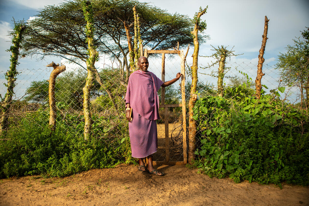 A man wearing pink and white clothing stood in front of a wire fencing and cut branches. 